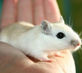 5 Things to Know Before Getting a Pet Gerbil