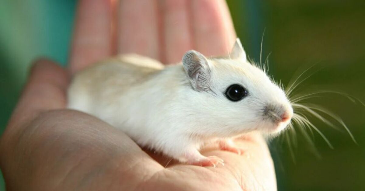 Can Gerbils Survive Cold Weather? Essential Survival Tips