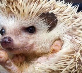 5 unusual small pets that might steal your heart, Pygmy Hedgehog image via Canva