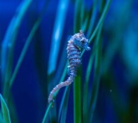 5 unusual small pets that might steal your heart, Dwarf Seahorse image via Canva
