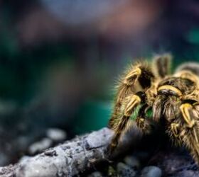 5 unusual small pets that might steal your heart, Tarantula image via Canva