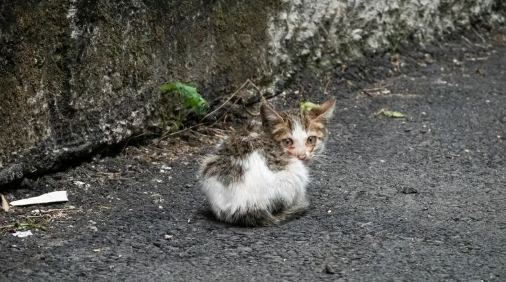 Can I Get a Disease from Petting a Stray Cat? Essential Facts Revealed