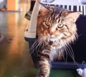 Cat leaving crate - image via Canva
