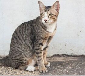 Cat on street - image via Canva