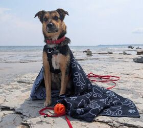 what should you pack for a perfect dog beach trip, My dog Lucifer with his Drytek by Deliliah Towel and his Chuckit Air Fetch Ball
