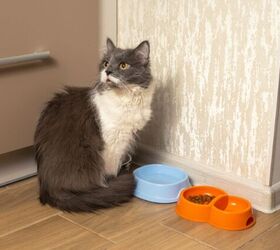 can cats get dementia, Photo credit Andrii Ivaniuk Shutterstock com
