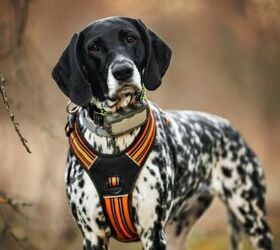 Are GPS Pet Trackers and Fitness Trackers the Same Thing?