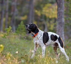 are gps pet trackers and fitness trackers the same thing, Photo credit Jelena Safronova Shutterstock com
