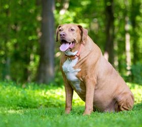 Biotech Firms Might Make Ozempic Available for Pets