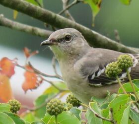 3 easy tips to stop your cat from killing local wildlife, Bird image via Canva