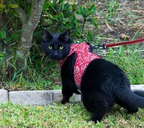 3 easy tips to stop your cat from killing local wildlife, Cat on leash image via Canva