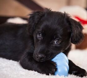 5 tips to stop puppies from chewing everything in sight, Puppy chewing toy image via Canva