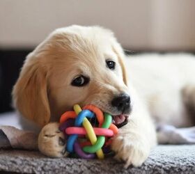 5 tips to stop puppies from chewing everything in sight, Puppy chewing toy image via Canva