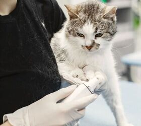 5 simple tips to make trips to the vet easier, Cat with vet image via Canva