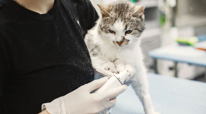 5 simple tips to make trips to the vet easier, Cat with vet image via Canva