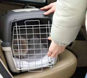 5 simple tips to make trips to the vet easier, Cat in carrier image via Canva