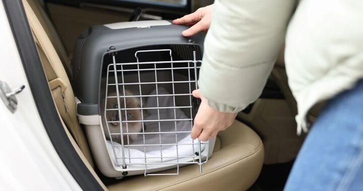 5 simple tips to make trips to the vet easier, Cat in carrier image via Canva