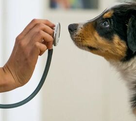 5 simple tips to make trips to the vet easier, Dog with vet image via Canva
