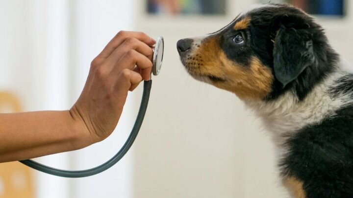 5 simple tips to make trips to the vet easier, Dog with vet image via Canva