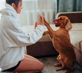 3 things that often surprise people when they get their first dog, Playing with dog image via Canva