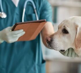 3 things that often surprise people when they get their first dog, Vet visit image via Canva