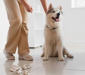 3 things that often surprise people when they get their first dog, Dog next to broken mug image via Canva