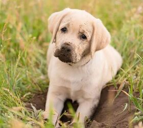 Puppy digging up lawn - image via Canva