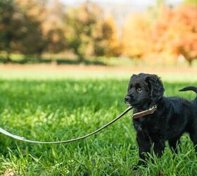 Puppy on leash - image via Canva