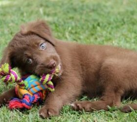 Puppy chewing toy - image via Canva
