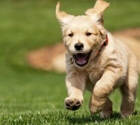 Excited puppy - image via Canva