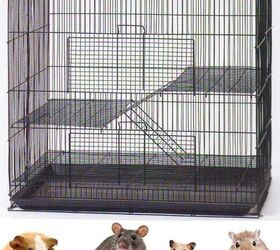 adding a degu to the family let s get you properly set up