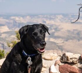 poor air quality impacts the health of pets too, melissamn Shutterstock