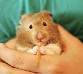 How to Tell If Your Hamster Is Overweight  (and What to Do About It)