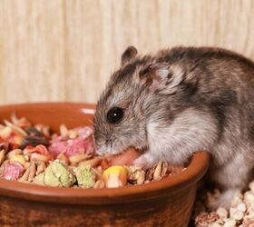 how to tell if your hamster is overweight and what to do about it, Photo credit lp studio Shutterstock com