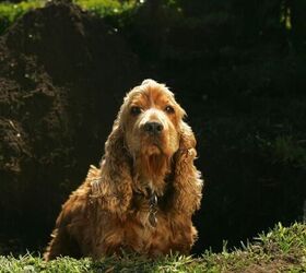 3 things that might be causing your dog to dig up your yard, Dog in massive hole image via Canva