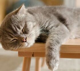 why is your cat suddenly biting, Cat resting image via Canva