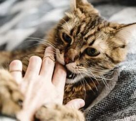 why is your cat suddenly biting, Cat biting image via Canva