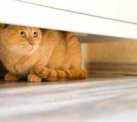 dont wait and see when your hiding cat is a sign of trouble, Photo credit Oleg Opryshko Shutterstock com