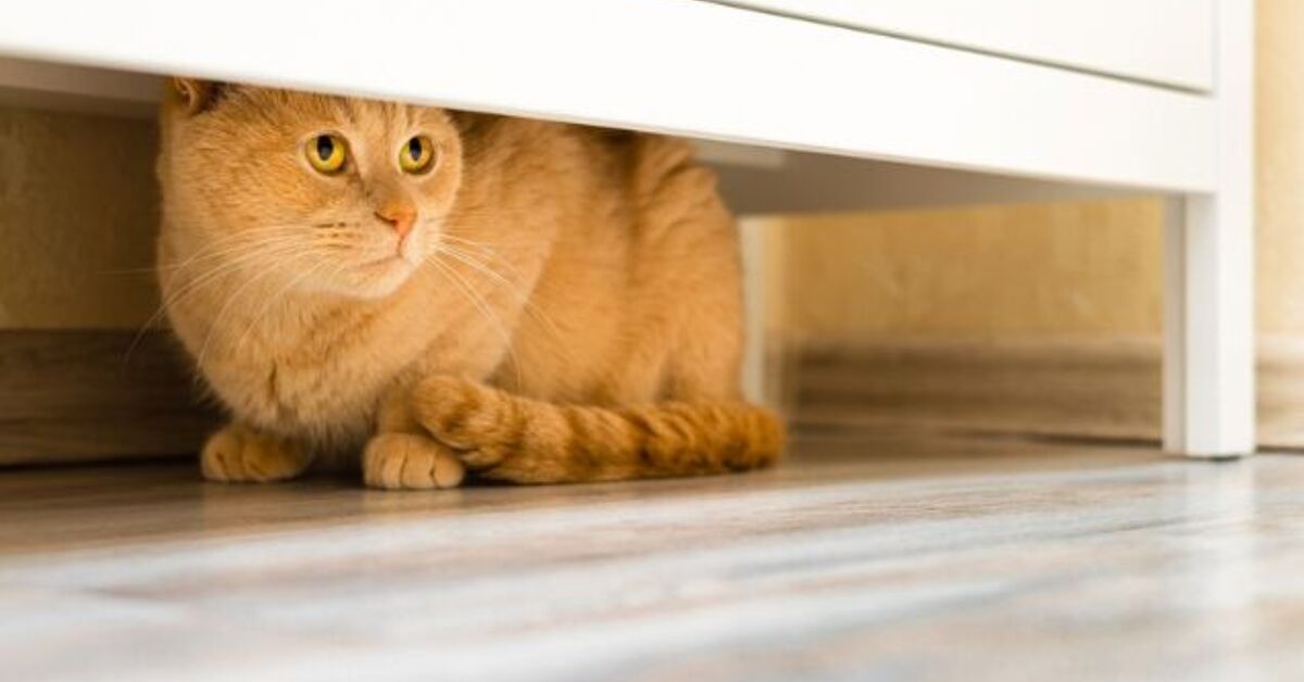 Don’t Wait and See: When Your Hiding Cat Is a Sign of Trouble | PetGuide