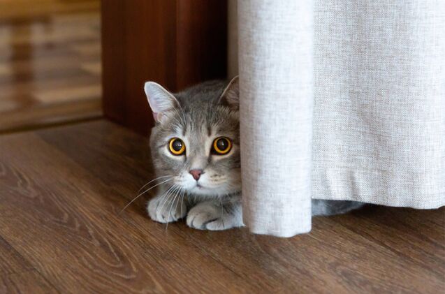 Don’t Wait and See: When Your Hiding Cat Is a Sign of Trouble | PetGuide
