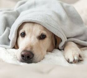 What Is Bilious Vomiting Syndrome in Dogs?