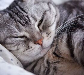 why do my cats keep fighting, Cat sleeping image via Canva