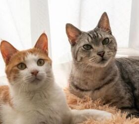 why do my cats keep fighting, Cats image via Canva