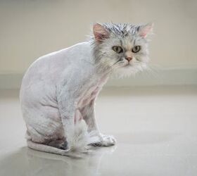 does it ever make sense to shave your cat