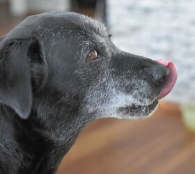your dogs graying might not be normal, Pommer Irina Shutterstock