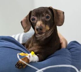 Treating Parvovirus in Dogs with Monoclonal Antibodies