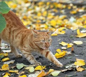 5 Foods to Keep Away From Your Cat This Fall