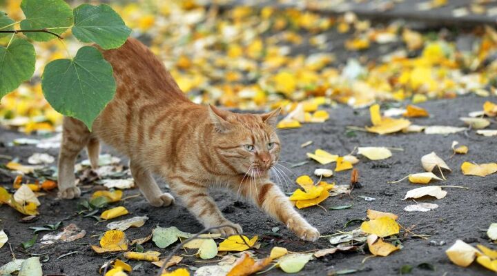 5 Foods to Keep Away From Your Cat This Fall | PetGuide