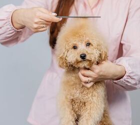 Clean-Up Hacks to Keep Your Dog's Best Face Forward
