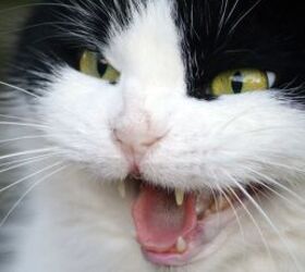 Why Your Cat Is Suddenly Hissing